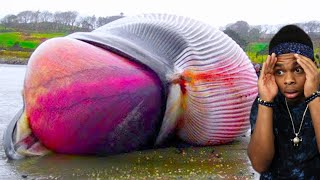 dead whale explodes on camera...