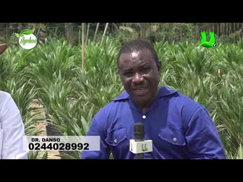 AYEKOO: WE PRODUCE QUALITY PALM TREE SEEDLINGS - OPRI  CSIR