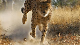 Cheetah Practices Hunting Before Release into the Wild | BBC Earth