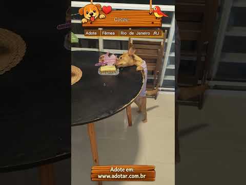 Vídeo de Cacau