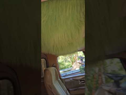 Thumbnail for a crazy head liner in a barn find 1978 chevy blazer