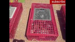 Golden wings youssoufia part 4