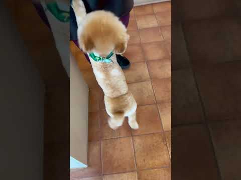経営学科 トリミングを終えたトイプードル15ヶ月 #toypoodle　#トイプードル　#おパンツカット