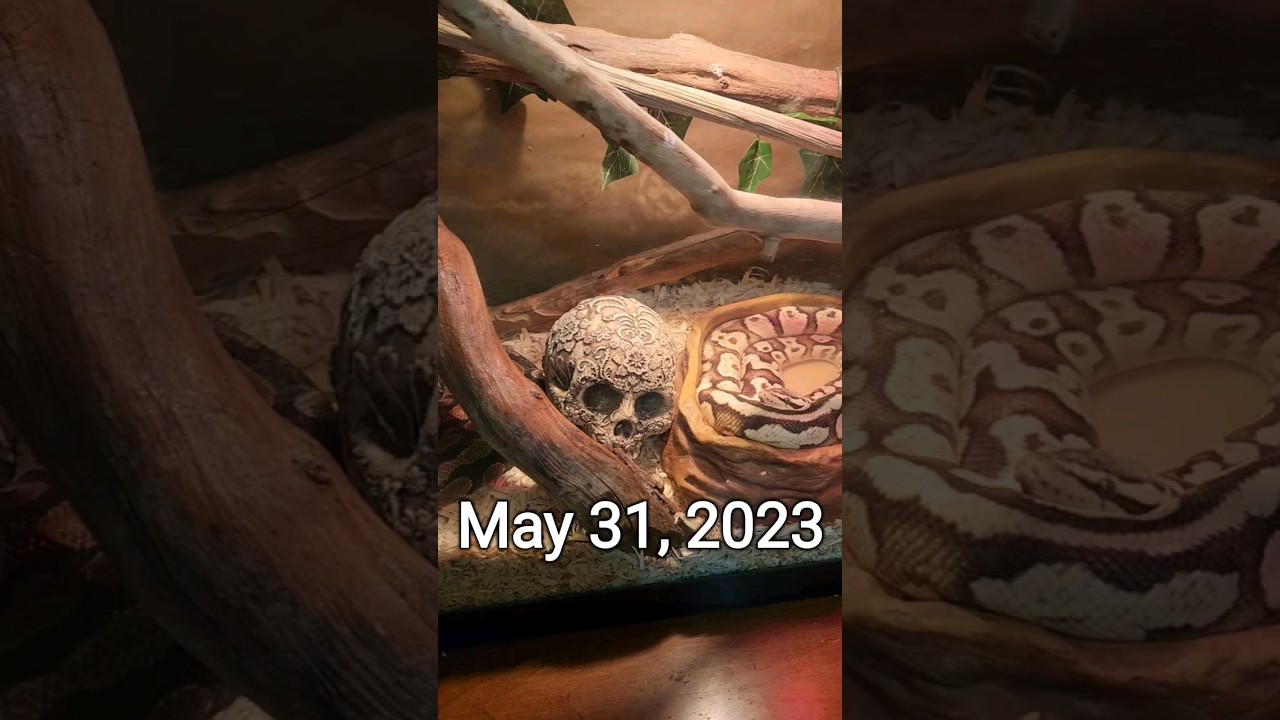 #shorts #snake #ball #python #ballpython #reptiles #tank #terrarium #pets #friends #bathing #water