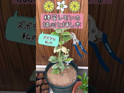レモンの木の挿し木を4つの簡単なステップで行うには?掛け算に最適な時期はいつですか?  庭園