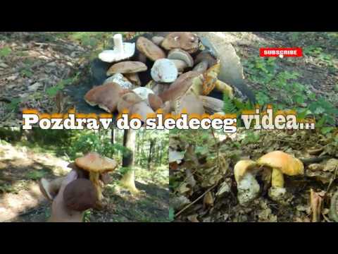 Vrganj & Blagva. Berba: 9. juli 2020.