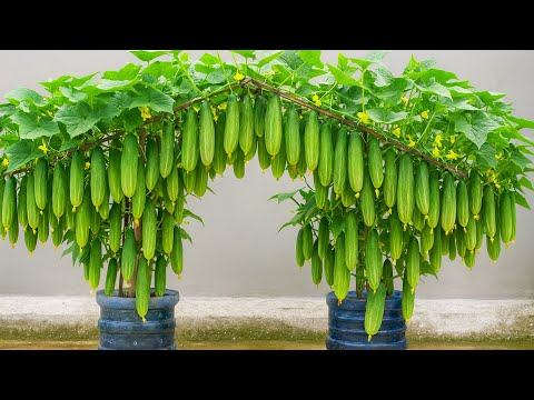 Grow Tons of Cucumbers Without a Garden – My Secret Method!