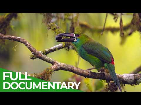 Wild Ecuador: Incredible Creatures from Amazon to Gal pagos