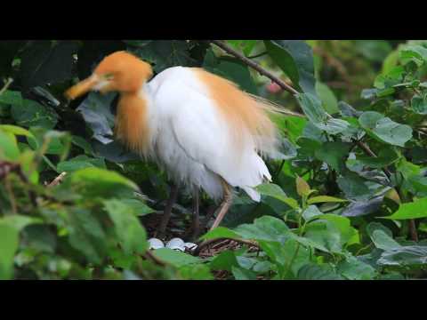 The Cattle egret sitting eggs, 黃頭鷺,( 牛背鹭)孵蛋