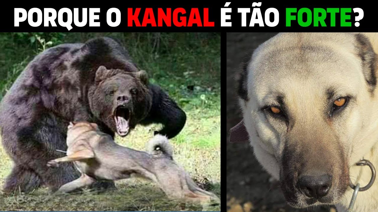 Kangal - PORQUE O KANGAL É TÃO FORTE?
