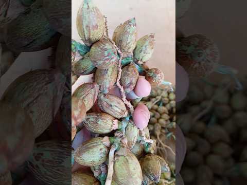 Você conhece o coco LICURI?#sertão #bahia #boanova #vidanaroça #vidanocampo #natureza#shrots