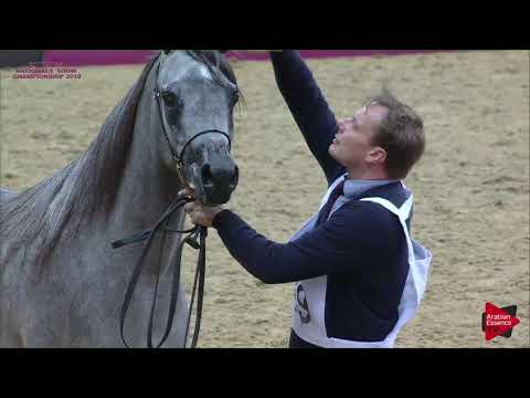 N 149 TUQUE AL NAIF   21st Qatar National 2018   Fillies 2 years old Class 4B