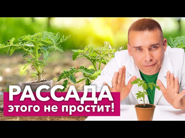 ОШИБКИ НАЧИНАЮЩИХ ПРИ ВЫРАЩИВАНИИ РАССАДЫ томатов и перцев, из-за которых она вытягивается и болеет