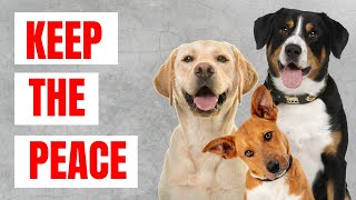 Adding a 3rd Dog-Three Trainers Share Their Tips