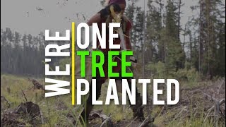 One Tree Planted | Supporting Global Reforestation: One Dollar, One Tree