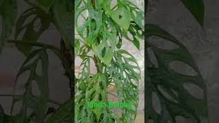 Download lagu JANDA BOLONG...!! #shorts #jandabolong #tanamanhias #monsteraadansonii #adansonii mp3 Download lagu JANDA BOLONG...!! #shorts #jandabolong #tanamanhias #monsteraadansonii #adansonii mp3