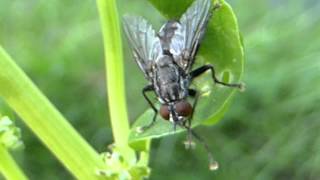 Flesh Fly -  Red eyes and a bristled abdomen - Bokka - Maðkafluga - Skítafluga -  Hræfluga - Skordýr
