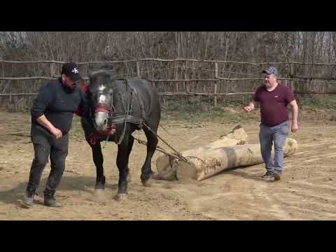 Armasarii lui Ion de la Bixad, Satu Mare - 2023 Nou!!!