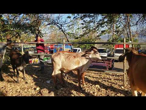 Tiangue de Osicala, Morazán, viernes 06 de marzo 2026
