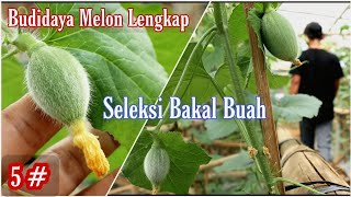 Download lagu How to prune branches on melon plants and select fruit buds mp3 Download lagu How to prune branches on melon plants and select fruit buds mp3