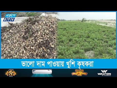 গাইবান্ধার বিভিন্ন চরে ব্যাপকভাবে বেড়েছে বাদাম চাষ