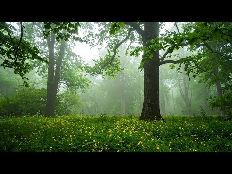 Forest Ambience with Birds Singing & Morning Mist | Nature Sounds for Deep Calm, Sleep & Relaxation