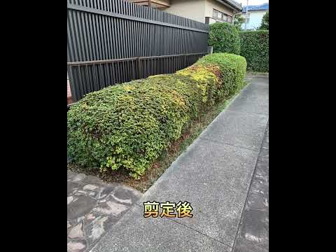 haie-jardin-vive-thuya-maison haie de jardin