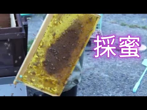 経済学科 晴蜂雨読⑨／採蜜 (8月、その２)／山崎亮一／日仏英字幕付き