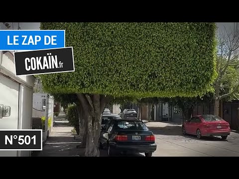 Le Zap de Cokaïn.fr n°501