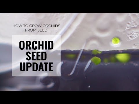 Orchid Seeds Update - A year later, how are the flasked seeds doing?