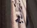 Funniest Cat ️ Trending Episode 3051