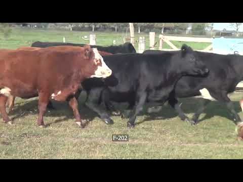 Lote 81 Vaquillonas preñadas en Monte, Buenos Aires