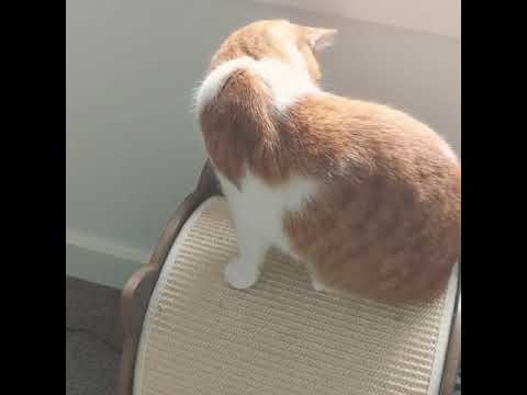 Cat chasing her own mouse tail