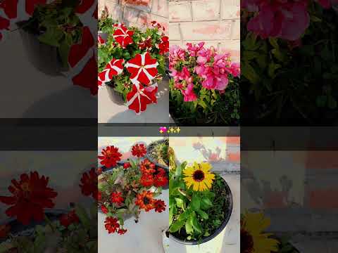 Flowers 💐 ❤️❤️✨️✨️