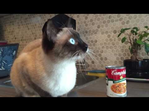 Adorable Siamese Cat Chirping