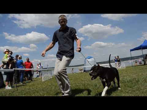 2019.06.29. Agárd CACIB