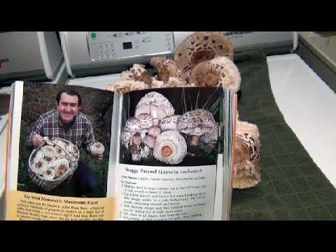 HBW 187: Mushroom Harvest - Shaggy Parasol