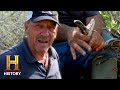 The Hunt For The Deadly Lady Python Swamp People Serpent Invasion S4