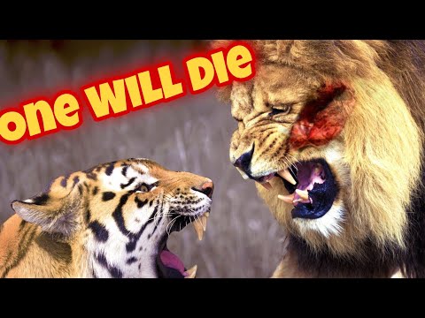 Tiger vs Lion real fight to death