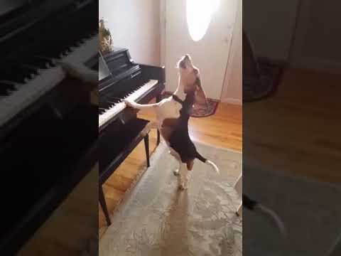 كلب يعزف و يغني 6