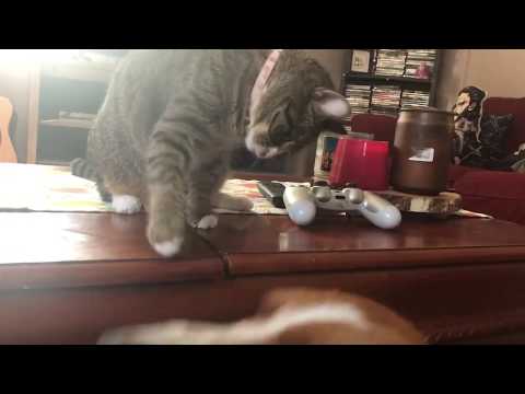 cat cracks basset hound dog