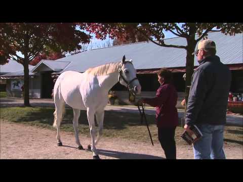 2014 November Breeding Stock Sale