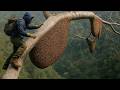 Giant Tree Wild Bees And No Fear Real Jungle Honey Harvest