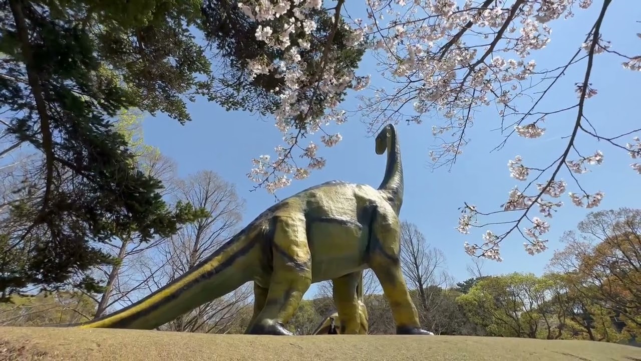 恐竜🦕と桜🌸　のんほいパークにて　2026年4月3日