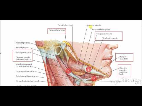 digastric triangle contents