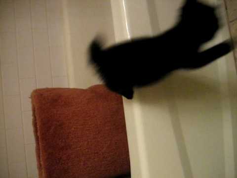Catbook Movie: Rohini learning to jump out of the bathtub
