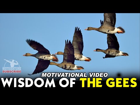 Wisdom Of The Geese || Best Motivational Video || MOTIVANTURE