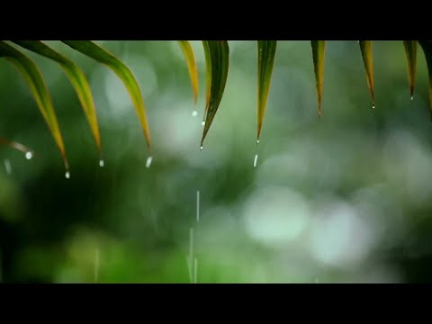 Rain Sounds with Relaxing Piano Music 🎹 10 Hours Sleep Therapy & Calm Focus