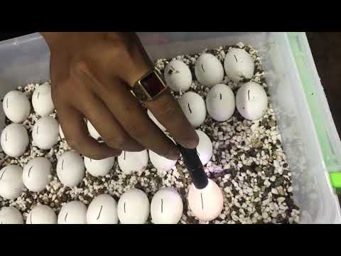 Trứng Iguana 2 tháng / Đầu vàng chăm chú soi trứng / IGUANA EGGS