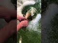 Video Thumbnail for Releasing 30" PB Walleye! (ICE FISHING)